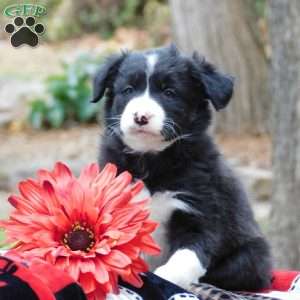 Carley, Border Collie Puppy